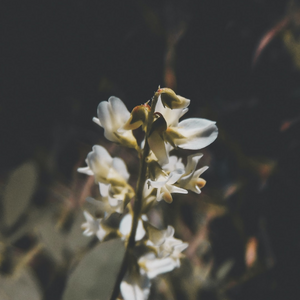 Vanilla & Lavender Natural Deodorant