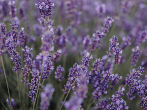 Vanilla & Lavender Natural Deodorant