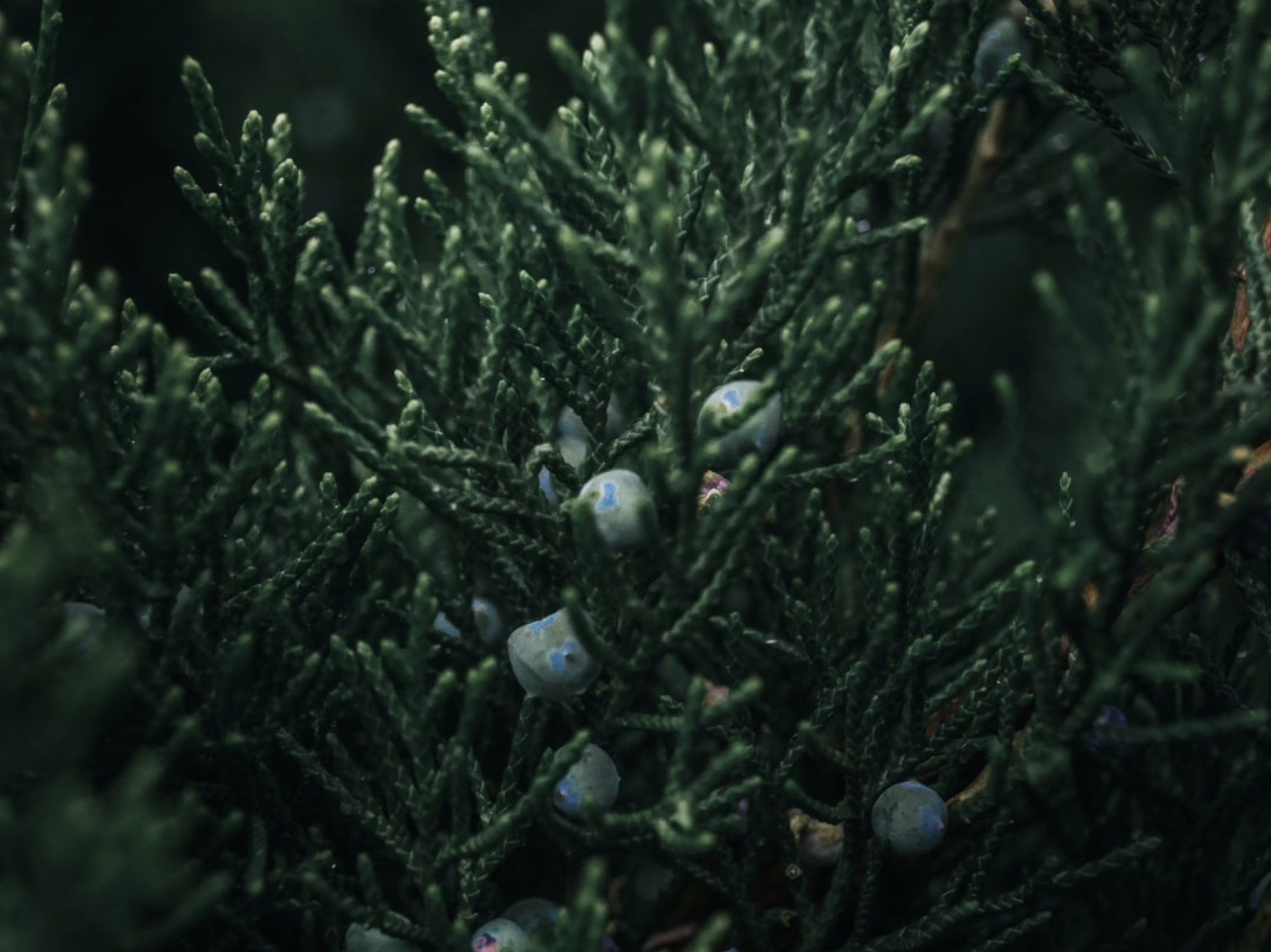 Smoothing Body Polish